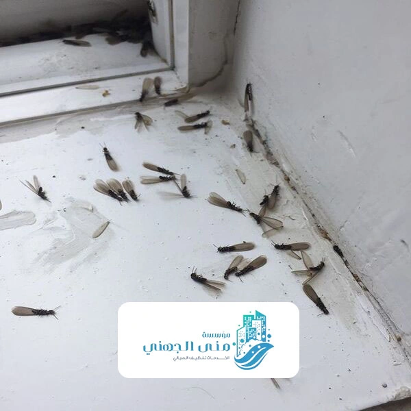 رش الحدائق من الحشرات الرياض