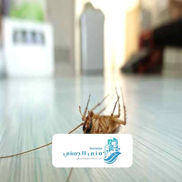 رش البيوت من الحشرات مكه