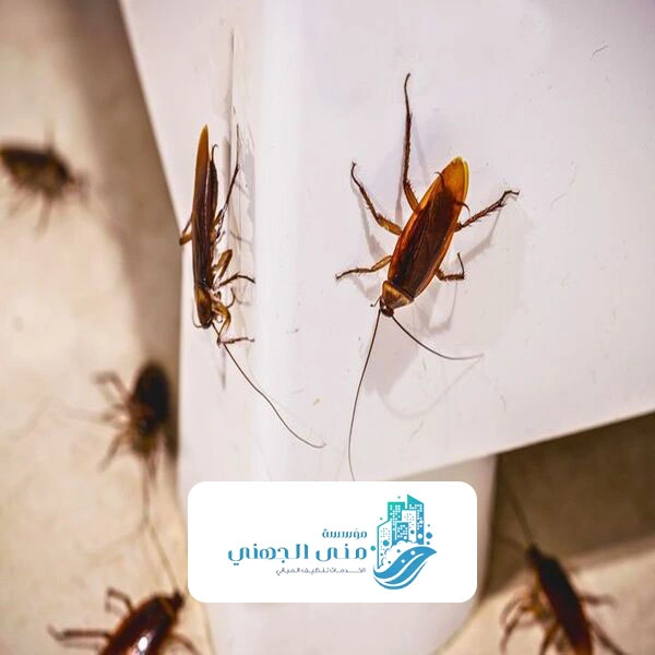 عامل رش مبيدات منازل جده